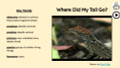 FREE   Lizards Informational Text Reading Passage and Activities