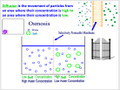 Osmosis in Elodea Cells