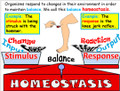 Homeostasis