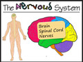 Stimulus and Response - The Nervous System