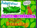 Adaptations, Natural Selection, Selective Breeding