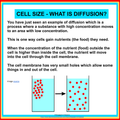 Cell Size- Investigating why we have trillions of cells and not one big cell?