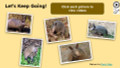 Armadillo Informational Text Reading Passage and Activities