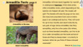 Armadillo Informational Text Reading Passage and Activities