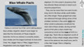 Blue Whale Facts Informational Text Reading Passage and Activities