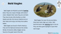 Bald Eagles Informational Text Reading Passage and Activities