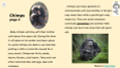 Chimps Informational Text Reading Passage and Activities