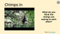 Chimps Informational Text Reading Passage and Activities