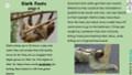 Sloth Informational Text Reading Passage and Activities