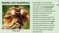 Reptiles and Amphibians Informational Text Reading Passage and Activities