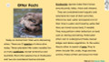 Otters Informational Text Reading Passage and Activities