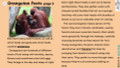 Orangutan Informational Text Reading Passage and Activities