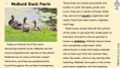 Ducks Informational Text Reading Passage and Activities