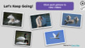 Swans Informational Text Reading Passage and Activities