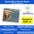 Herons Informational Text Reading Passage and Activities