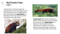 Red Pandas Informational Text Reading Passage and Activities