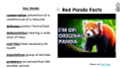 Red Pandas Informational Text Reading Passage and Activities