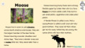 Moose Informational Text Reading Passage and Activities