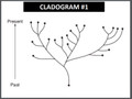 Evolution: Apples Don't Fall far from their Tree