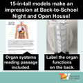 Human Body Systems STEM Project
