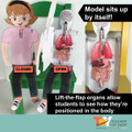 Human Body Systems STEM Project