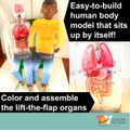 Human Body Systems Projects Bundle | STEM Activities