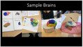 Build a Brain Workshop: A Hands-On Neuroanatomy Project