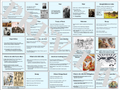 Imperialism Bundle for US History