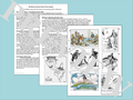 The Monroe Doctrine Point of View Primary Source and Image Analysis Activity
