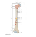 Anatomy of the Long Bone Review Bundle