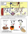 Camp's Biology By the Numbers:  Review of Kingdom Fungi