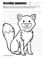 Animal Adaptations in the Woodland Habitat Activities and Worksheets