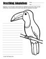 Animal Adaptations in the Rainforest Habitat Activities and Worksheets