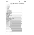 Male Reproductive System Word Scramble for a Medical Terminology Course