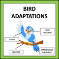 Animal Adaptations