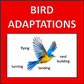 Animal Adaptations