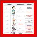 Animal Adaptations