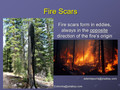 Forest Health Indicators PowerPoint