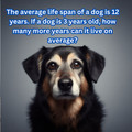 Math Activity | 25 Dogs themed math , w/realistic images