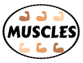 Physical Education and Health Word Wall - BONES AND MUSCLES - EDITABLE