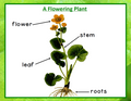 A Plant's Parts Booklet **With Activity Differentiation** 