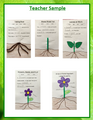 A Plant's Parts Booklet **With Activity Differentiation** 