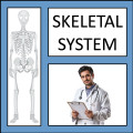 Skeletal System Skeletal System