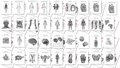 CUSTOMIZABLE Anatomy Worksheets! 36 pages with Answer Keys and PNG images!