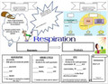 Respiration Interactive Doodle Handout