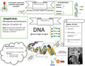 DNA Structure Interactive Doodle Handout