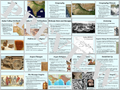 Ancient India PowerPoint and Activities Bundle