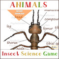 Ant Anatomy
