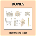 Skeletal System - a complete science unit