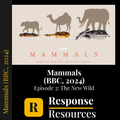 Mammals (BBC, 2024) - Episode 2: The New Wild - Worksheet & Key